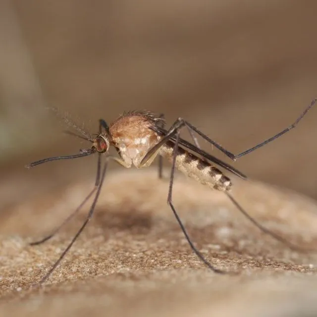 thumbnail for publication: Northern Frog Biting Mosquito Culex territans (Walker 1856) (Insecta: Diptera: Culicidae)
